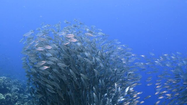 Bait ball, school of fish in turquoise water of coral reef in Caribbean Sea, Curacao