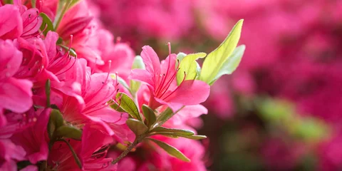 Selbstklebende Fototapeten Nahaufnahme von rosafarbenen Azaleenblumen mit Kopierraum © wooooooojpn