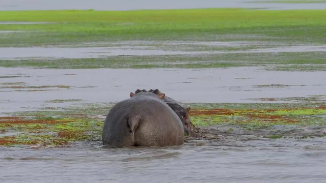  Two hippos fighting in the lake in the African wild close up