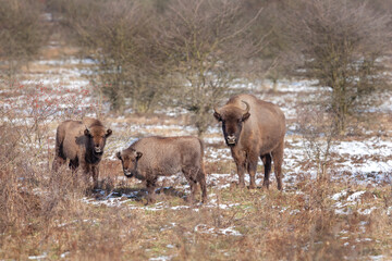 Fototapeta na wymiar European bison on the grazing. Bison in the bushes. Europe wildlife nature. Winter time in animals kingdom.