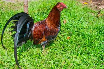 Gallo de pelea criado en Panamá, bien entrenado y con plumas coloridas