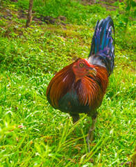 Gallo de pelea criado en Panamá, bien entrenado y con plumas coloridas