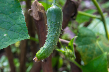 Pepino orgánico verde cultivado en una granja en Panamá