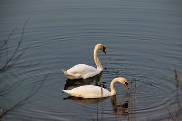 swans on the lake