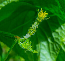 Pepino org&aacute;nico verde cultivado en una granja en Panam&aacute;