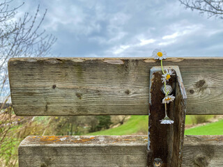 Seat Bench during Spring time with flower chain waiting for the next loving couple