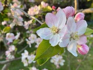 Obraz premium fleurs blanche de pommier dans le jardin au printemps