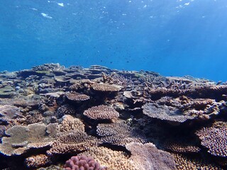 沖縄の海のサンゴ礁 © 鈴鹿 福嶋