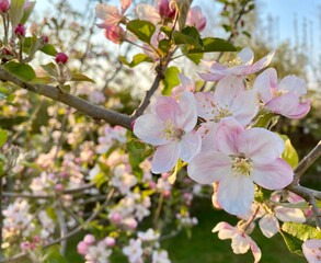 Fototapeta na wymiar fleurs blanche de pommier dans le jardin au printemps