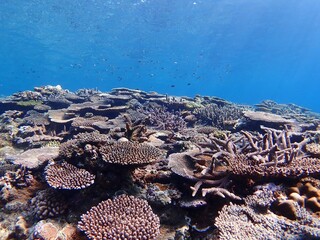 沖縄の海のサンゴ礁