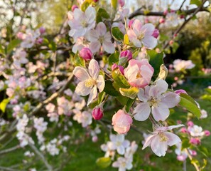 fleurs blanche de pommier dans le jardin au printemps