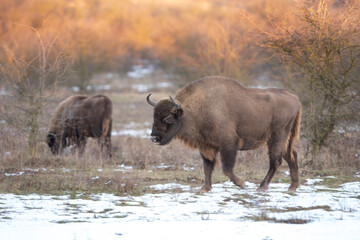 European bison on the grazing. Bison in the bushes. Europe wildlife nature. Winter time in animals kingdom.