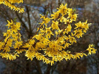yellow flowers of forsithia bush at spring