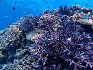 Fototapeta na wymiar 沖縄慶良間諸島の珊瑚礁の海 The coral sea of the Kerama Islands, Okinawa 