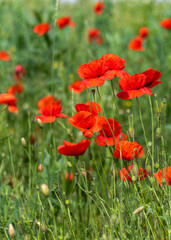 Red poppy flowers in field. Remembrance poppy.