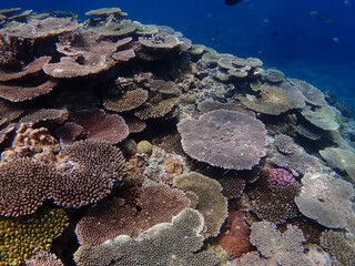 沖縄のサンゴ礁の海