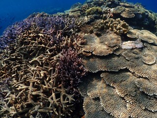 沖縄の海とサンゴ礁