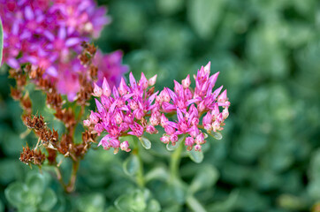 flowers in the garden
