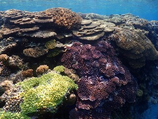 沖縄の海とサンゴ礁
