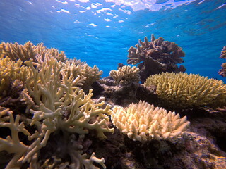 Okinawa's coral reef sea
沖縄の青い海と綺麗な珊瑚