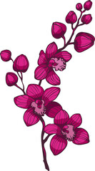 Fototapeta na wymiar branch with purple orchid flowers, vector illustration