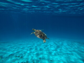 Fototapeta na wymiar Okinawa's blue sea and blue sky Turtles I met in the Kerama Islands
