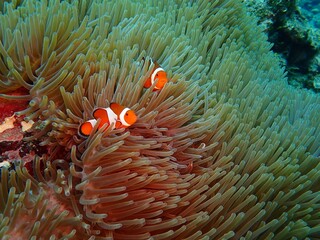 Naklejka na ściany i meble Okinawa's blue sea and sea creatures Sea anemones and anemone fish 海の中の生き物カクレクマノミ沖縄の海の生物イソギンチャクとカクレクマノミ