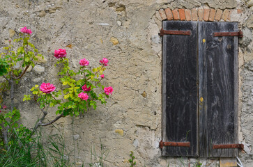 Les vieux volets en bois noir et le rosier fleuri sur un mur ancien craquelé, France