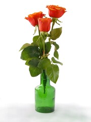 Fototapeta premium orange rose isolated close up