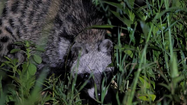 Cute african civet rummaging in tall grass in savanna at night. Pretty viverrid looking around for food, digging ground while spotted by tourists at safari. Concept of wildlife.