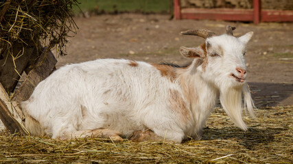 Obraz premium white goat with brown spots basking in the sun
