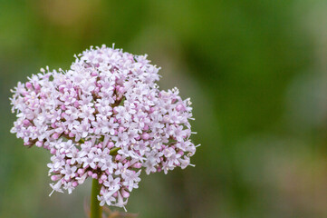 Rosa Blume mit gr&uuml;nem HIntergrund