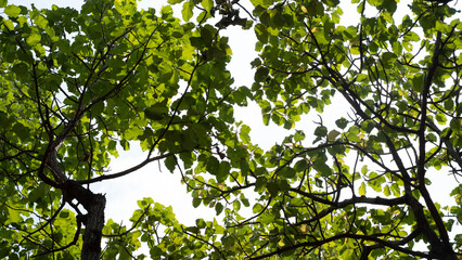 The shadows from the sky contrast with the leaves that make a difference.
