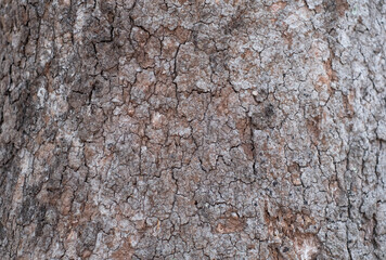 The bark of a perennial plant is strong for many decades.