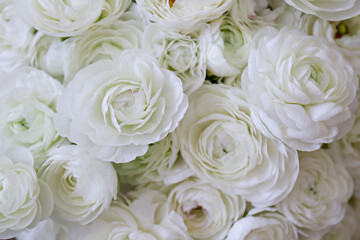 Macro shot of beautiful white ranunculus bouquet. Visible petal structure. Bright patterns of flower buds. Top view, close up, background, selective focus, copy space for text, cropped image.