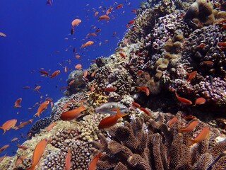 Okinawa sea and beautiful saltwater fish
沖縄の海と綺麗な熱帯魚キンギョハナダイの群れ