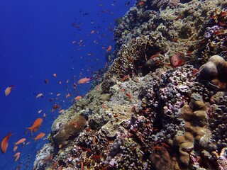 Okinawa's blue sea
沖縄の綺麗な青い海の癒し夏の海