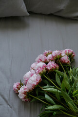 Cropped shot of beautiful bicolor ranunculus flowers lying on a bed with stylish graphite grey linen. Bouquet of pink-white persian buttercups on a textile background. Close up, copy space.