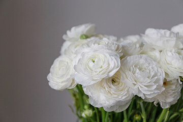 Macro shot of beautiful white ranunculus bouquet. Visible petal structure. Bright patterns of flower buds. Top view, close up, background, selective focus, copy space for text, cropped image.