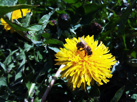 bee on a dandelion flower