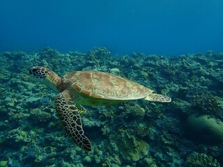 沖縄のアオウミガメ
Okinawan green turtle