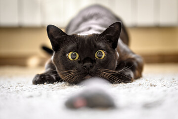 Cat hunting to mouse at home, Burmese cat face before attack close-up - obrazy, fototapety, plakaty
