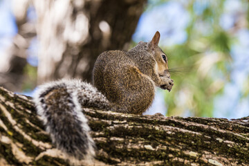 Eichhörnchen auf einem Baum isst eine Nuss
