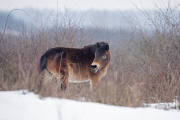 Wild horse during winter time. Horses among bushes. European wildlife nature. 