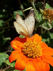 Borboleta