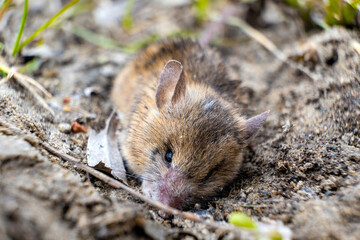 field mouse trying to bury itself in the ground
