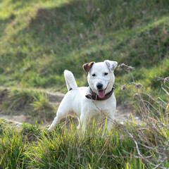 Jack Russel dog on green lawn 