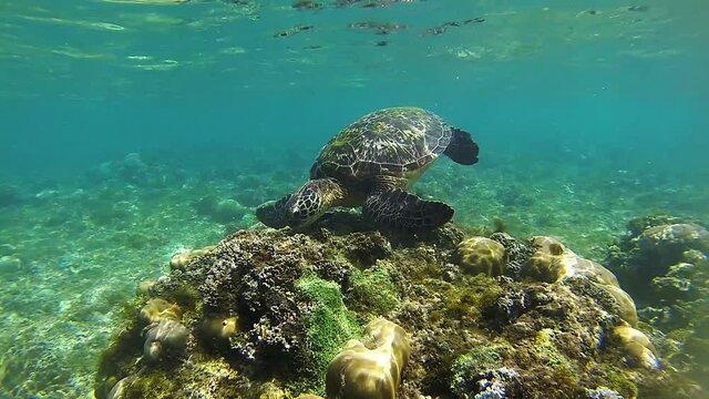 Underwater background: swimming sea turtle, coral reef, clear blue water and reflection of ray of light
