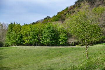 Spring landscape with fresh green lawns trees with new leaves.