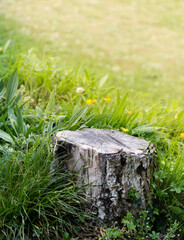 A cut tree trunk surrounded by fresh green grass